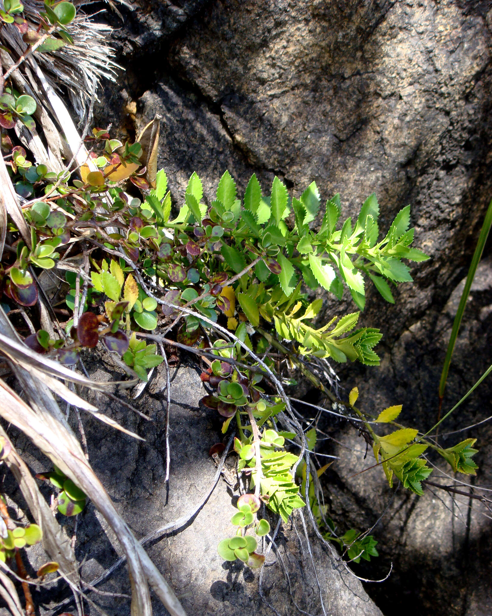 Image de Haloragis erecta subsp. cartilaginea (Cheeseman) Orchard