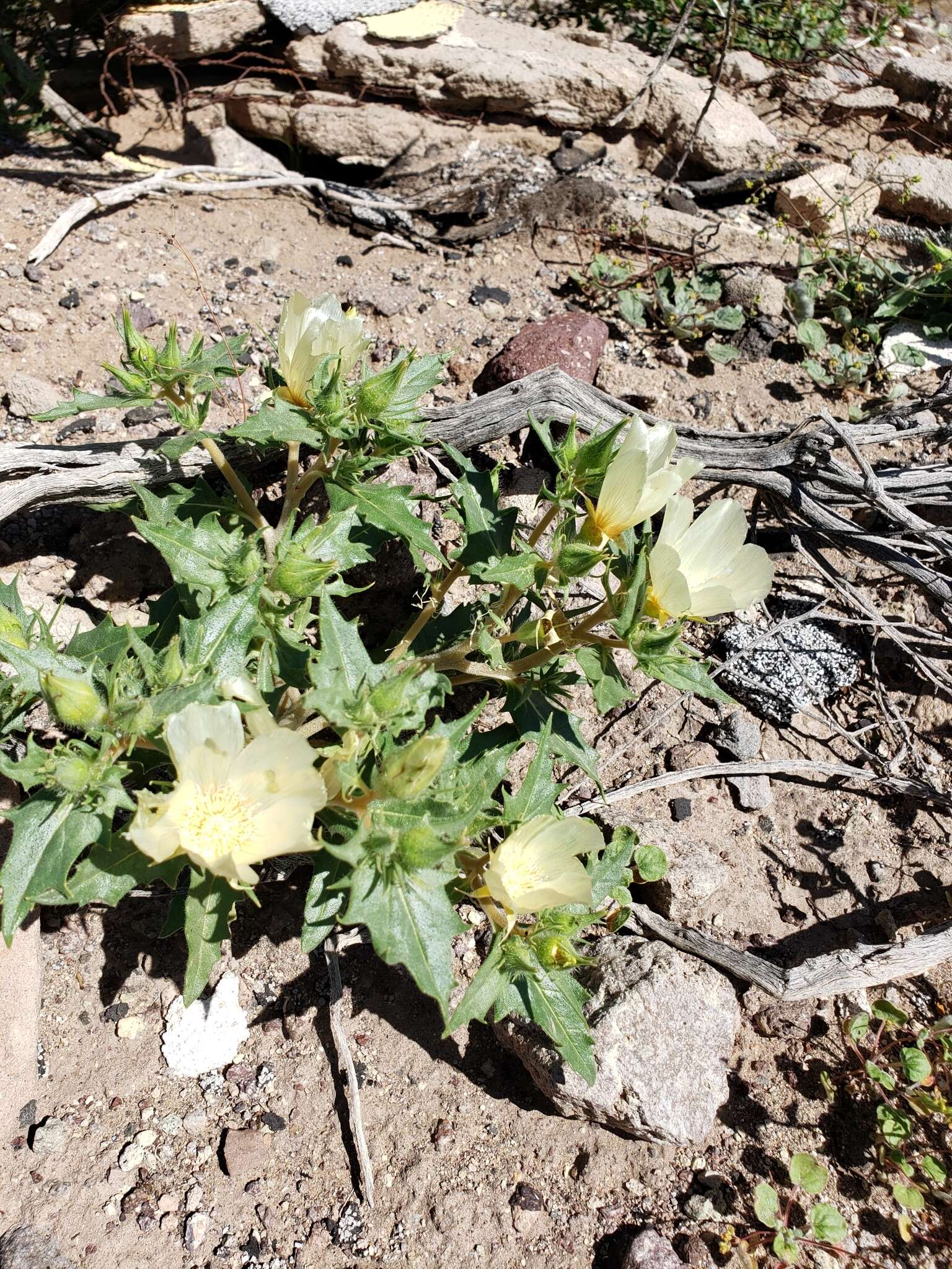 Imagem de Mentzelia tricuspis A. Gray