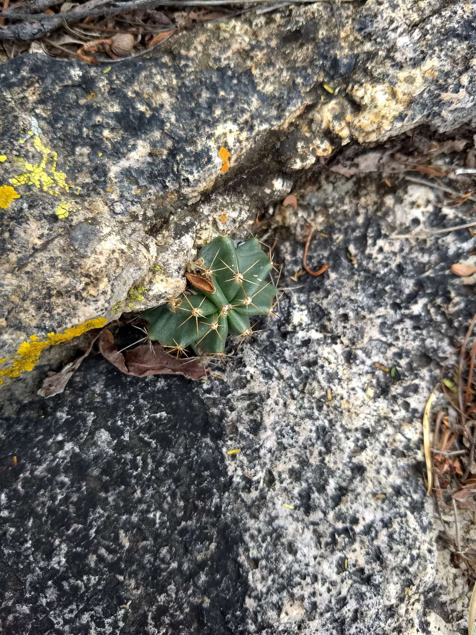 Sivun Echinocereus subinermis subsp. subinermis kuva