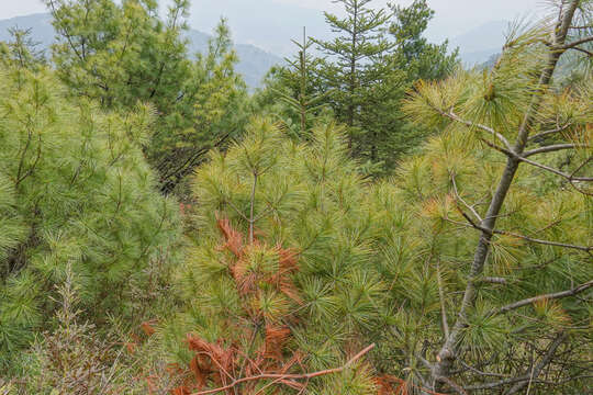 Image of Pinus armandii var. mastersiana (Hayata) Hayata