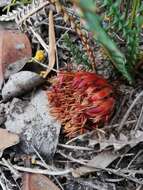 Image of Banksia obtusa (R. Br.) A. R. Mast & K. R. Thiele