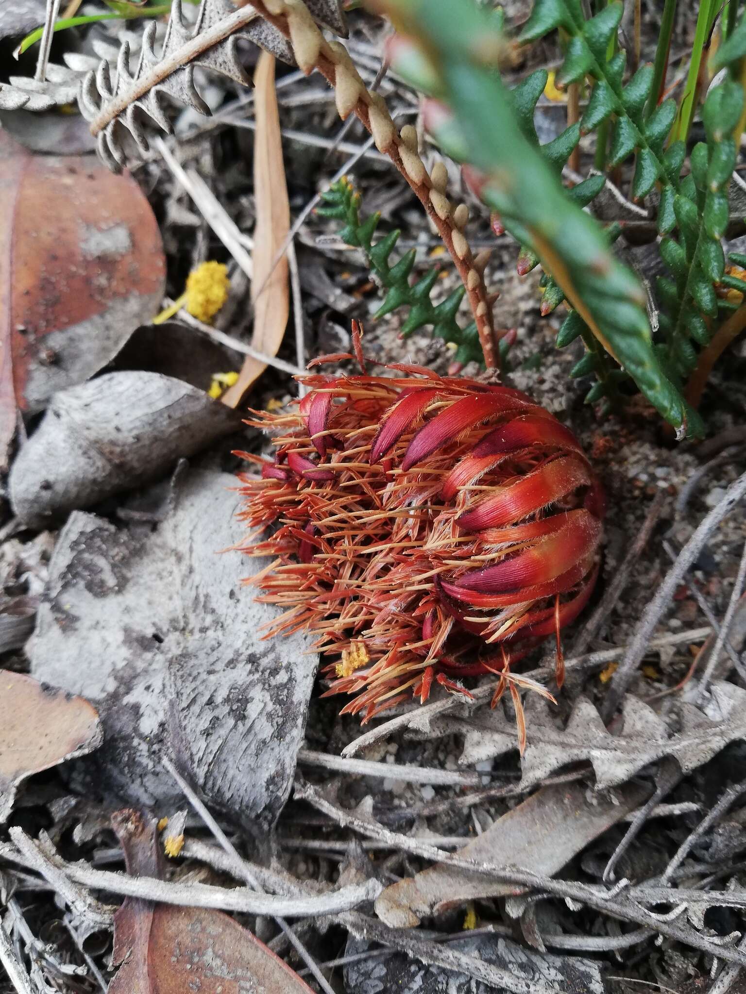 Image of Banksia obtusa (R. Br.) A. R. Mast & K. R. Thiele