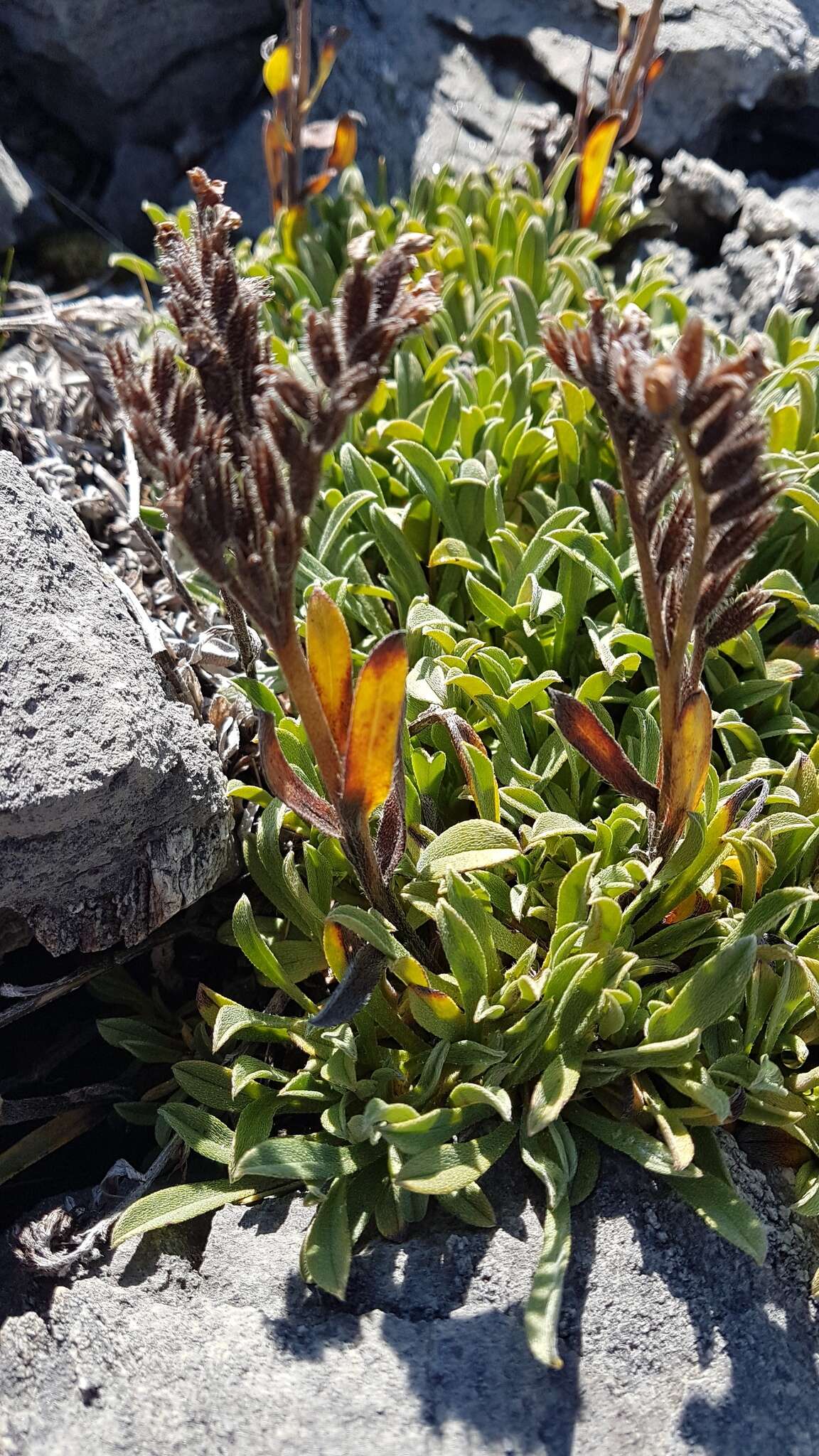 Image of Myosotis angustata Cheeseman