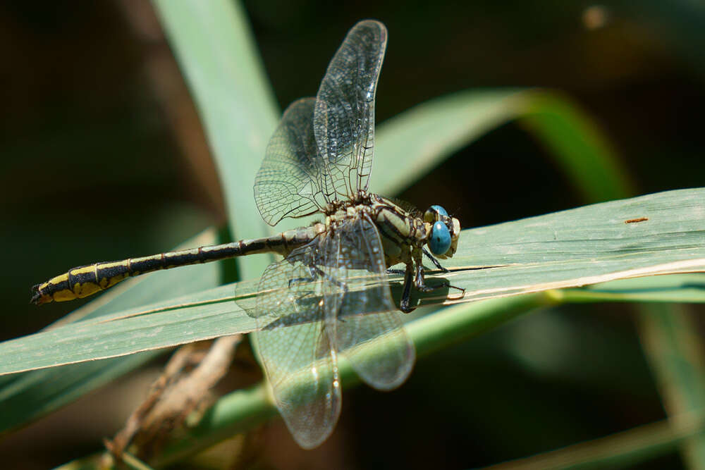 صورة Gomphus simillimus Selys 1840