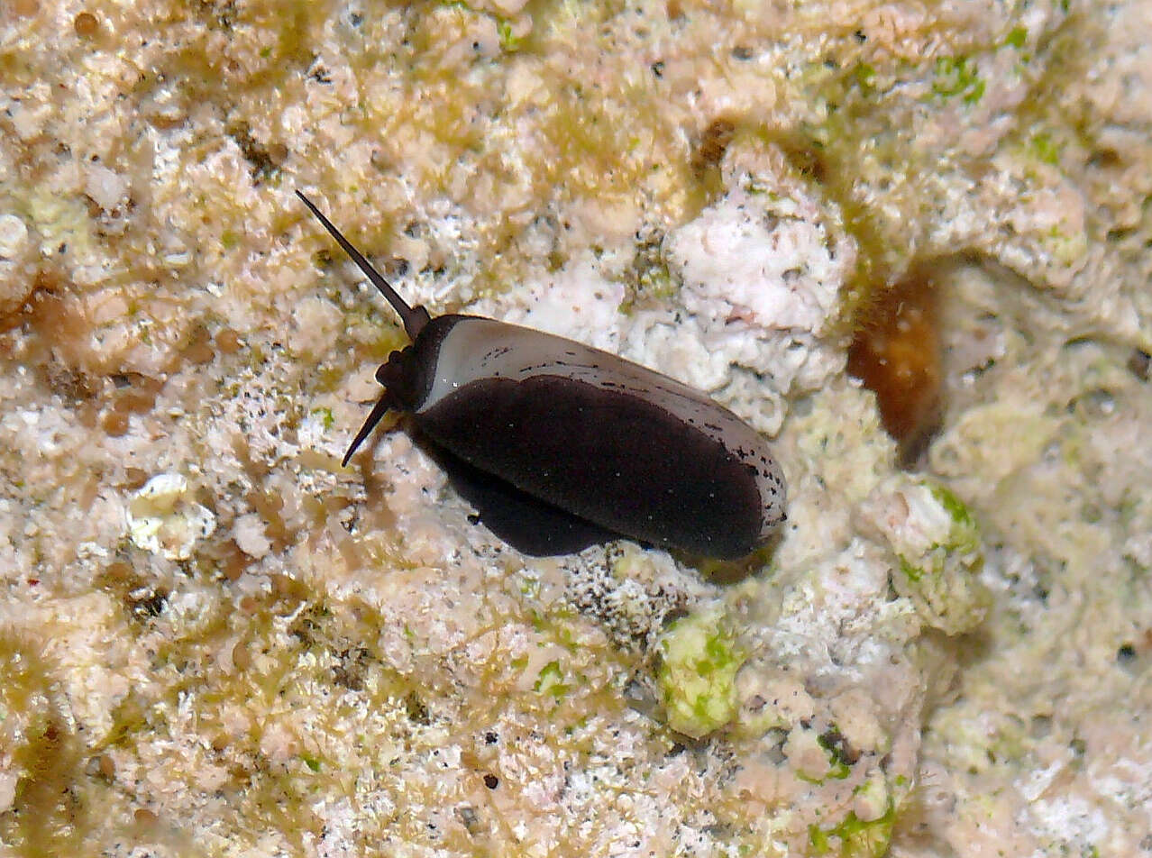 Image of Isabell cowry