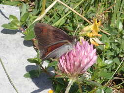 Image of Lorkovic’s Brassy Ringlet