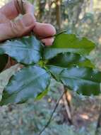 Image of Ventilago pubiflora Francis