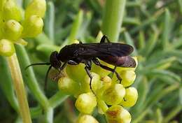 صورة Aporus unicolor Spinola 1808