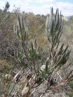 Image of Leucadendron flexuosum I. Williams