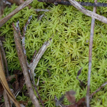 Image of Bearded Screwmoss