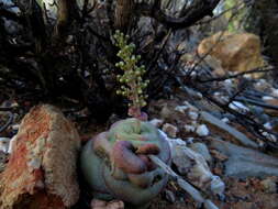 Crassula hemisphaerica Thunb. resmi