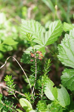 Image of Heath