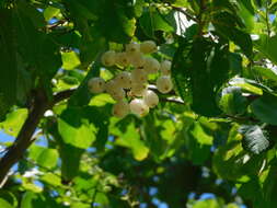 Слика од Cordia dentata Poir.