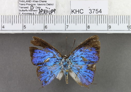 Image of <i>Dacalana sinhara</i> Fruhstorfer 1914