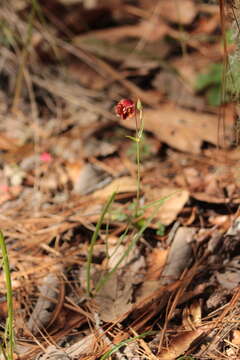 Image of Calochortus pringlei B. L. Rob.