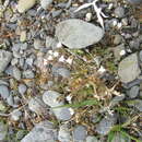 Image of mouse-ear chickweed