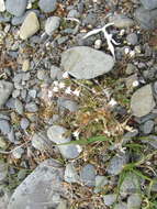 Image of mouse-ear chickweed