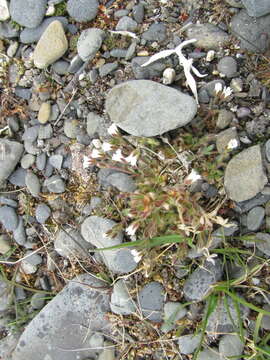 صورة Cerastium bialynickii A. Tolm.