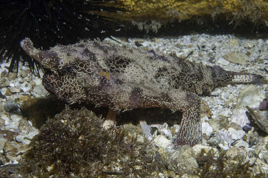 Image of Brazilian batfish