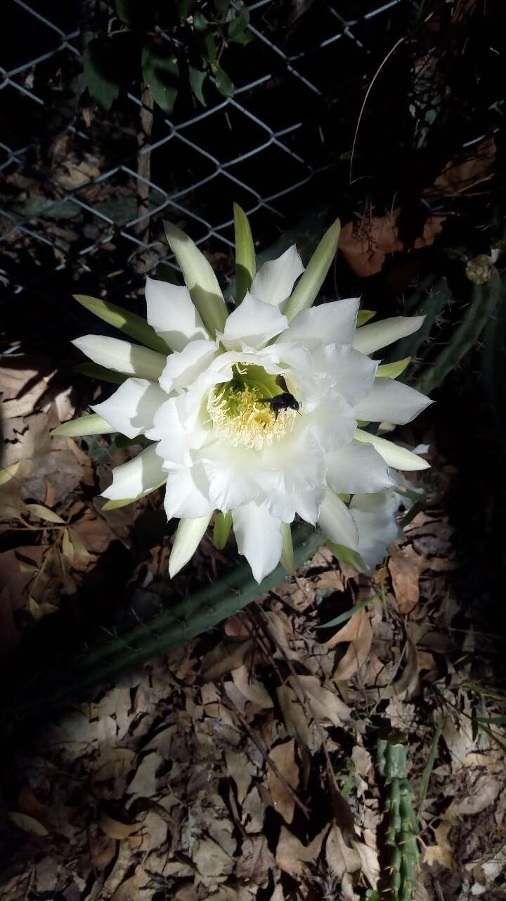 Image de Harrisia pomanensis (F. A. C. Weber ex K. Schum.) Britton & Rose