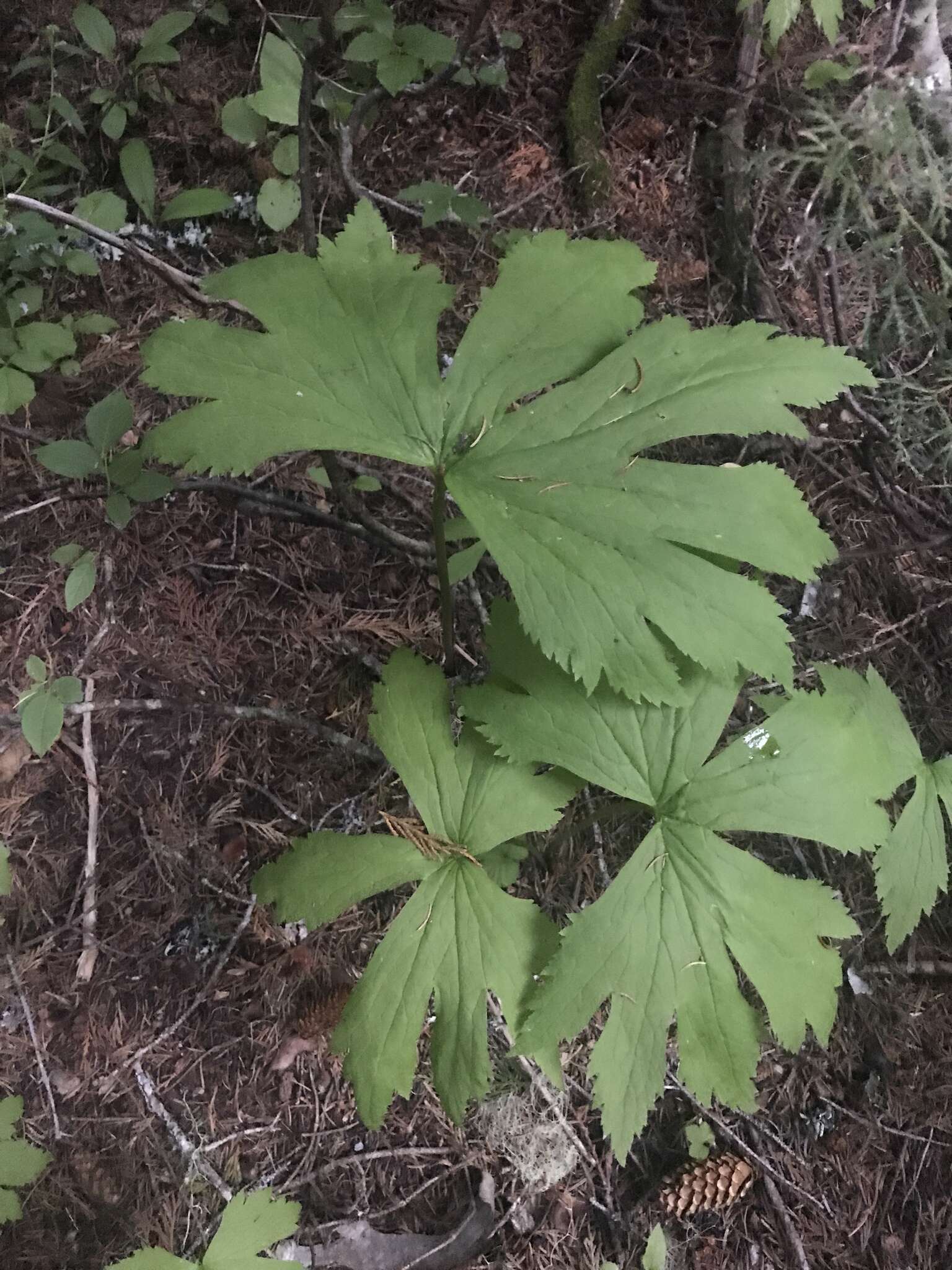 Слика од Trautvetteria caroliniensis var. occidentalis (A. Gray) C. L. Hitchc.