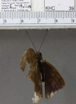 Image of <i>Terinos terpander</i> Hewitson 1862
