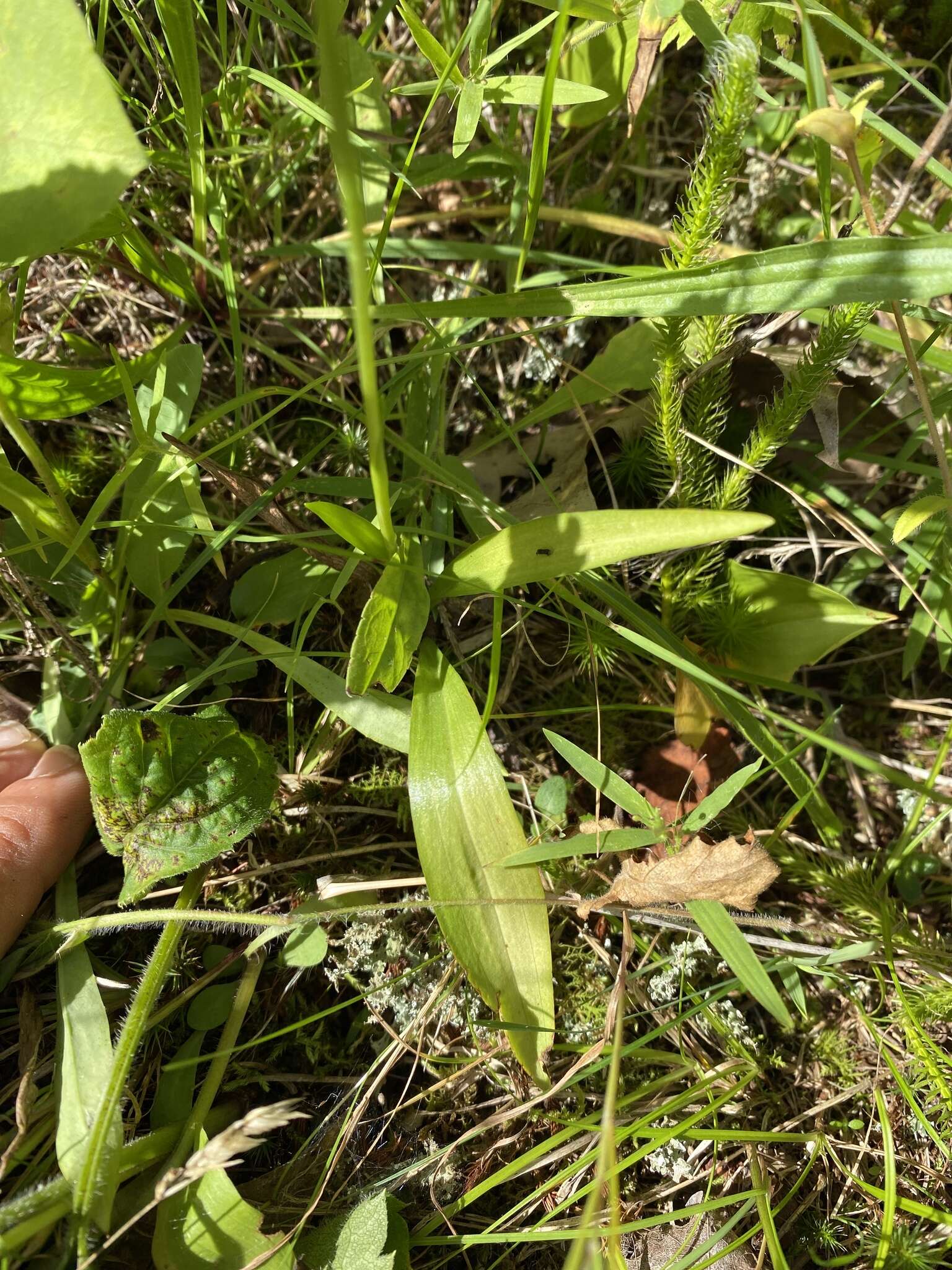 Spiranthes casei var. casei resmi