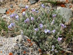 Image de Oxytropis chionobia Bunge