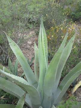 Image of rough century plant