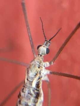 Image of Dactylolabis (Eudactylolabis) vestigipennis Alexander 1950