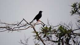 Image of Glossy-black Thrush