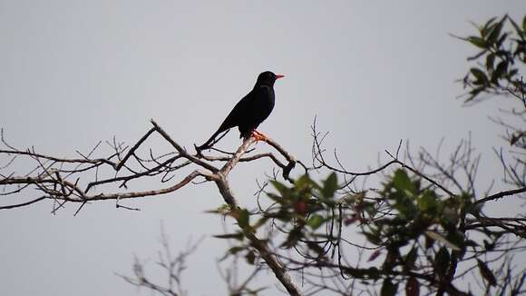 Imagem de Turdus serranus Tschudi 1844