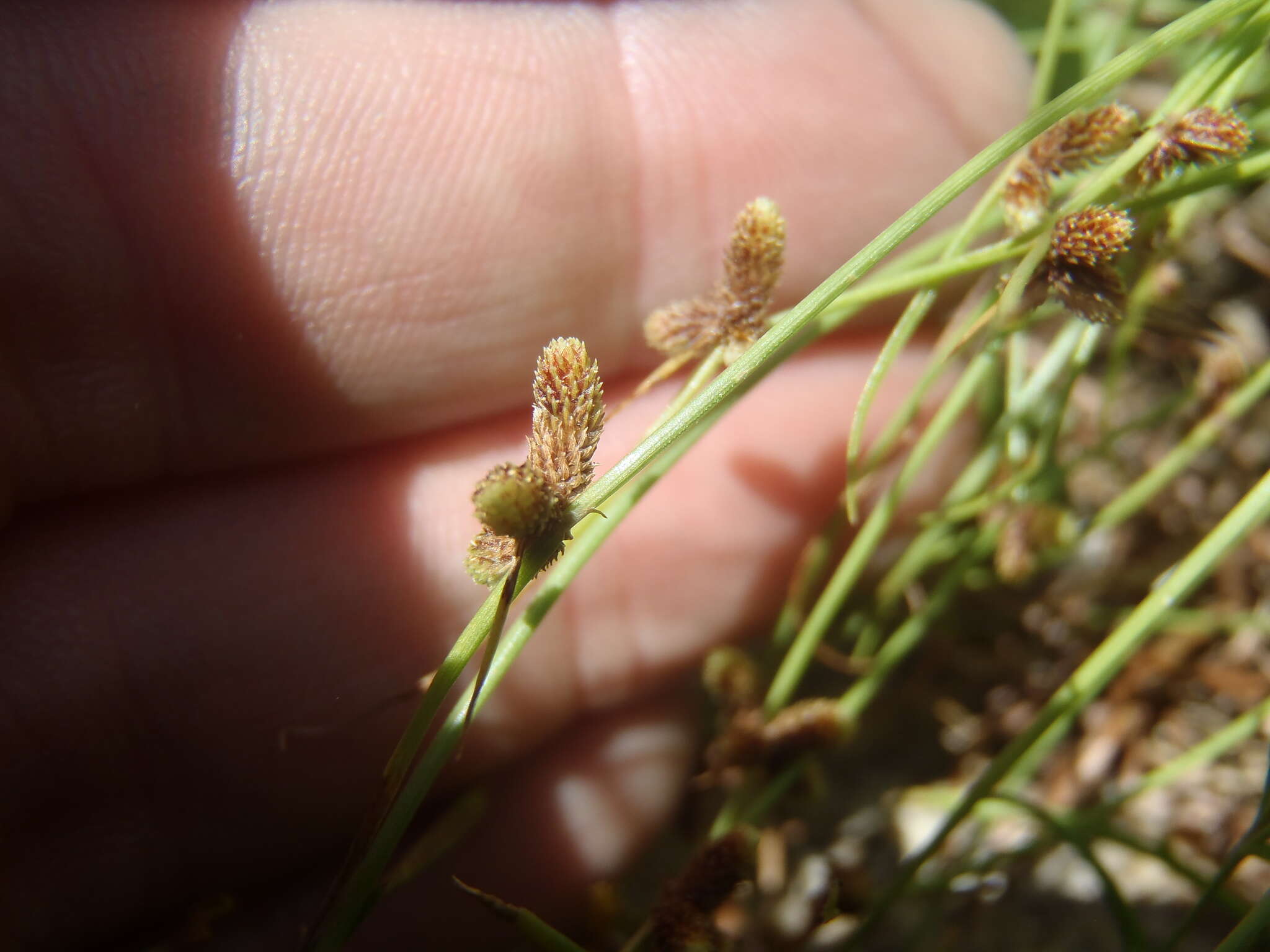 Image of Small-Flower Halfchaff Sedge