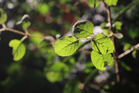 Image of Coprosma rotundifolia A. Cunn.