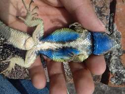 Sceloporus mucronatus Cope 1885 resmi