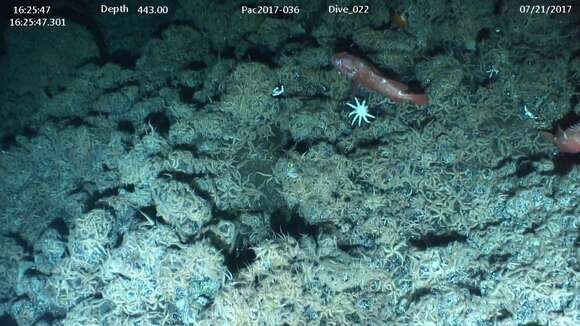 Image of Blackgill rockfish