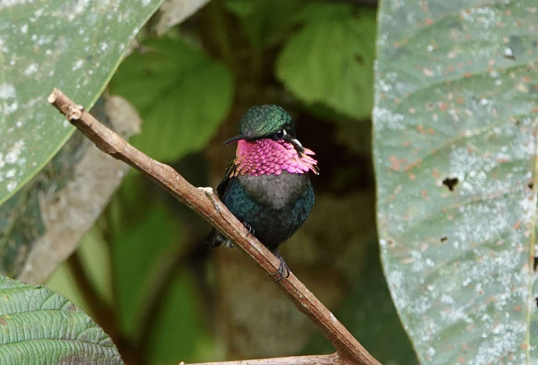 صورة Chaetocercus heliodor (Bourcier 1840)