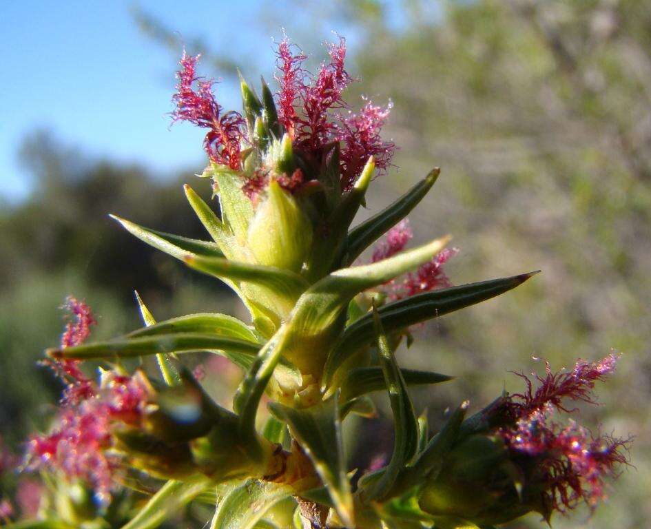 Image of Cliffortia ruscifolia L.