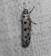 Ethmia sphaerosticha Meyrick 1886的圖片