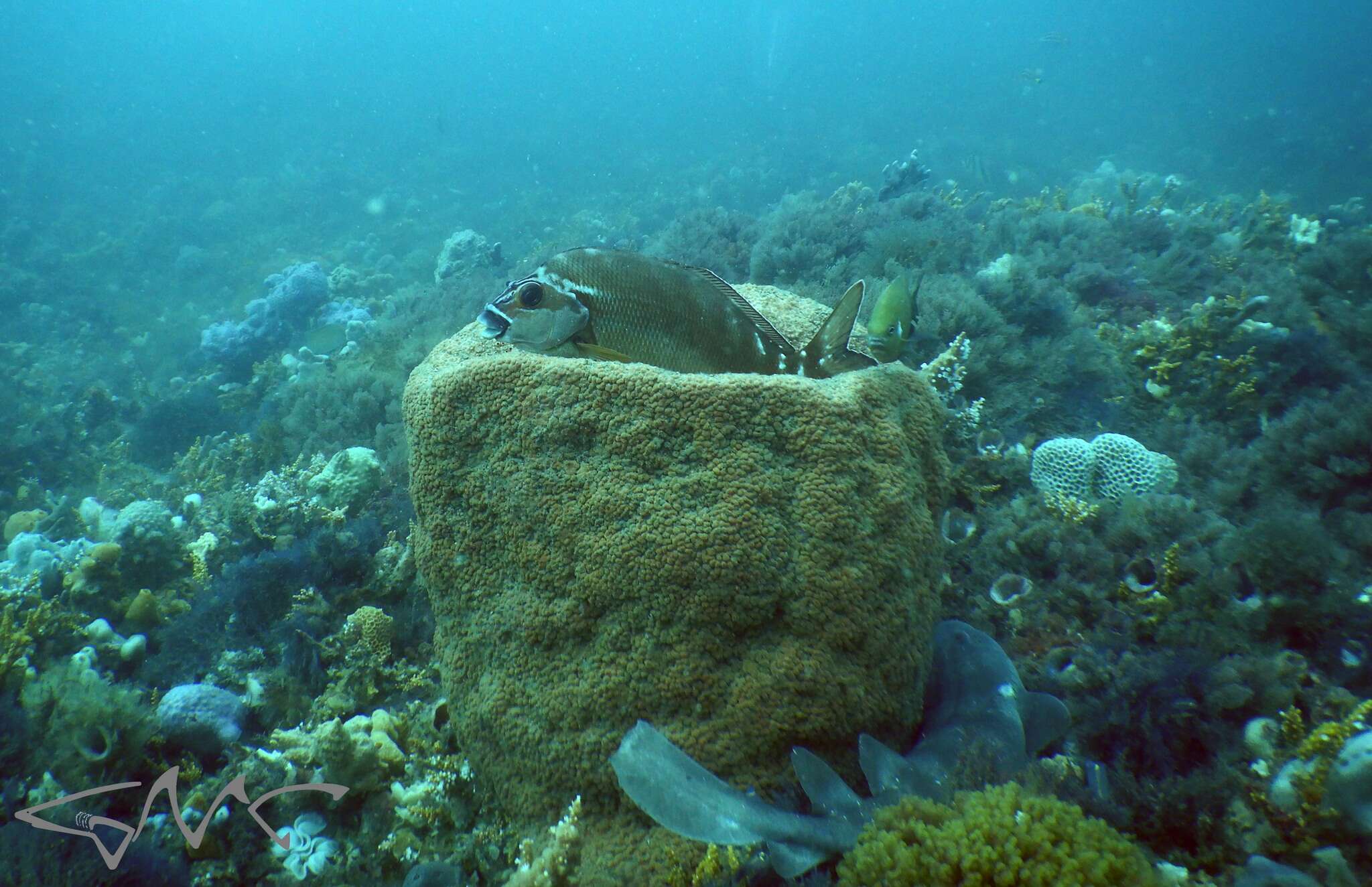 Image of blind sharks