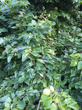 Image of Osage-orange