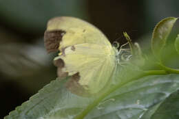 Image of Eurema tominia (Snellen van Vollenhoven 1865)