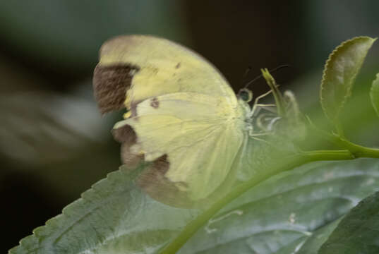 صورة Eurema tominia (Snellen van Vollenhoven 1865)