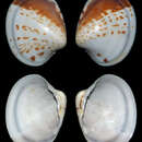 Image of Hyphantosoma spoori (Lamprell & Whitehead 1990)