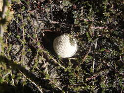 Imagem de Lycoperdon pratense Pers. 1794