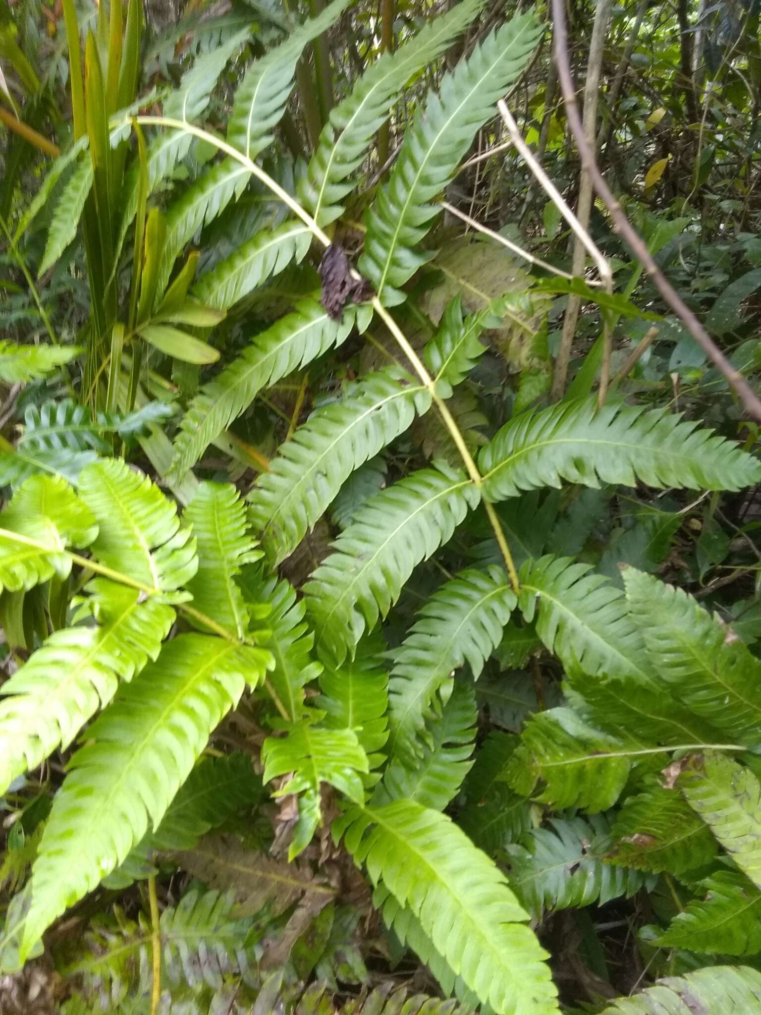 صورة Cyathea horrida (L.) Sm.