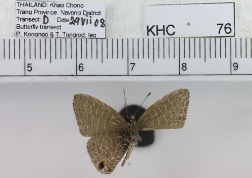 Image of <i>Ionolyce helicon</i> (Felder 1860)