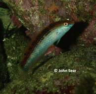 Image of Rainbow Slender Wrasse