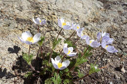 Anemone drummondii S. Wats. resmi