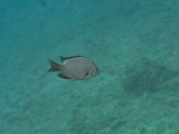 Image de Chromis verater Jordan & Metz 1912